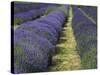 Lavender Farm, Sequim, Washington, USA-Michel Hersen-Stretched Canvas