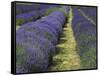 Lavender Farm, Sequim, Washington, USA-Michel Hersen-Framed Stretched Canvas