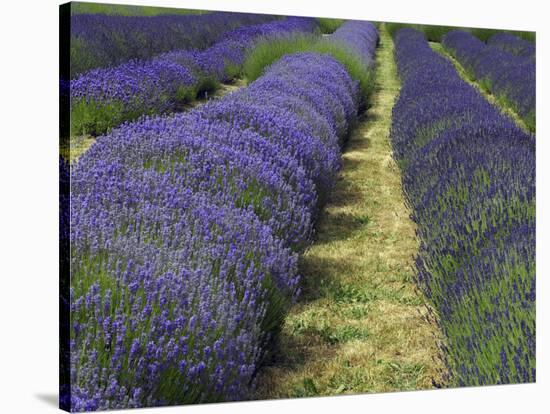 Lavender Farm, Sequim, Washington, USA-Michel Hersen-Stretched Canvas