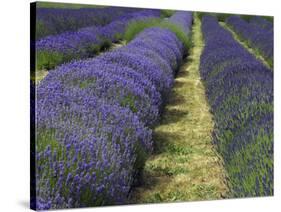 Lavender Farm, Sequim, Washington, USA-Michel Hersen-Stretched Canvas