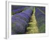 Lavender Farm, Sequim, Washington, USA-Michel Hersen-Framed Photographic Print