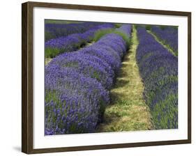 Lavender Farm, Sequim, Washington, USA-Michel Hersen-Framed Photographic Print