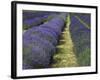 Lavender Farm, Sequim, Washington, USA-Michel Hersen-Framed Photographic Print