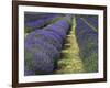 Lavender Farm, Sequim, Washington, USA-Michel Hersen-Framed Photographic Print