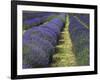 Lavender Farm, Sequim, Washington, USA-Michel Hersen-Framed Photographic Print