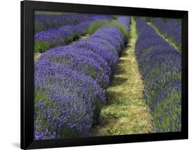 Lavender Farm, Sequim, Washington, USA-Michel Hersen-Framed Photographic Print