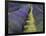 Lavender Farm, Sequim, Washington, USA-Michel Hersen-Framed Photographic Print