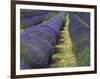 Lavender Farm, Sequim, Washington, USA-Michel Hersen-Framed Photographic Print