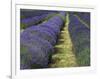 Lavender Farm, Sequim, Washington, USA-Michel Hersen-Framed Photographic Print