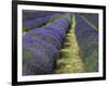 Lavender Farm, Sequim, Washington, USA-Michel Hersen-Framed Photographic Print