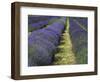 Lavender Farm, Sequim, Washington, USA-Michel Hersen-Framed Photographic Print