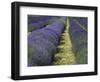 Lavender Farm, Sequim, Washington, USA-Michel Hersen-Framed Photographic Print