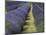 Lavender Farm, Sequim, Washington, USA-Michel Hersen-Mounted Photographic Print