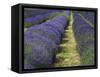 Lavender Farm, Sequim, Washington, USA-Michel Hersen-Framed Stretched Canvas