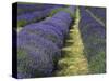 Lavender Farm, Sequim, Washington, USA-Michel Hersen-Stretched Canvas