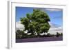 Lavender Festival, Willakenzie Lavender Farm, Yamhill, Oregon, USA-Michel Hersen-Framed Photographic Print