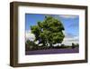 Lavender Festival, Willakenzie Lavender Farm, Yamhill, Oregon, USA-Michel Hersen-Framed Photographic Print