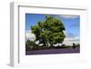 Lavender Festival, Willakenzie Lavender Farm, Yamhill, Oregon, USA-Michel Hersen-Framed Photographic Print