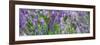 Lavender Field, 2018-Helen White-Framed Giclee Print