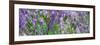 Lavender Field, 2018-Helen White-Framed Giclee Print