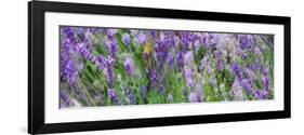 Lavender Field, 2018-Helen White-Framed Giclee Print