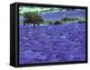 Lavender Field and Almond Tree, Provance, France-David Barnes-Framed Stretched Canvas
