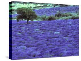 Lavender Field and Almond Tree, Provance, France-David Barnes-Stretched Canvas