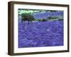 Lavender Field and Almond Tree, Provance, France-David Barnes-Framed Premium Photographic Print