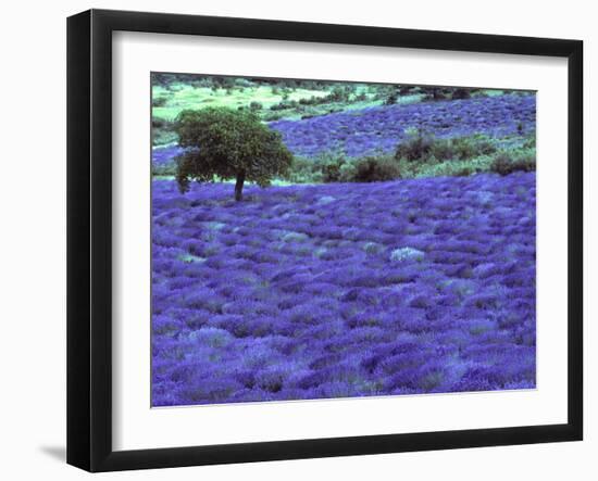 Lavender Field and Almond Tree, Provance, France-David Barnes-Framed Premium Photographic Print