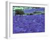 Lavender Field and Almond Tree, Provance, France-David Barnes-Framed Premium Photographic Print