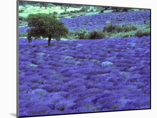 Lavender Field and Almond Tree, Provance, France-David Barnes-Mounted Premium Photographic Print