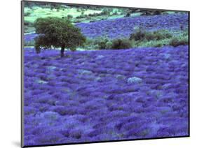 Lavender Field and Almond Tree, Provance, France-David Barnes-Mounted Photographic Print