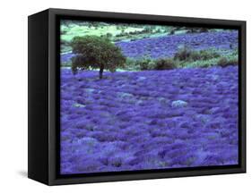 Lavender Field and Almond Tree, Provance, France-David Barnes-Framed Stretched Canvas