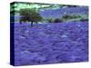 Lavender Field and Almond Tree, Provance, France-David Barnes-Stretched Canvas