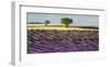 Lavender field and almond tree, Provence, France-Frank Krahmer-Framed Giclee Print