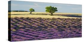 Lavender field and almond tree, Provence, France-Frank Krahmer-Stretched Canvas