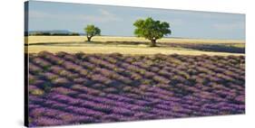 Lavender field and almond tree, Provence, France-Frank Krahmer-Stretched Canvas