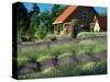 Lavender Field and Gift Shop, Sequim, Washington, USA-Jamie & Judy Wild-Stretched Canvas