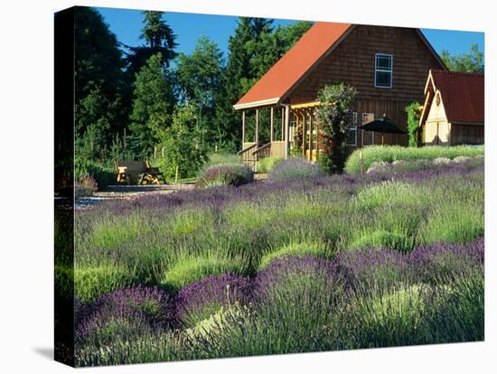 Lavender Field and Gift Shop, Sequim, Washington, USA-Jamie & Judy Wild-Stretched Canvas