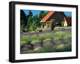 Lavender Field and Gift Shop, Sequim, Washington, USA-Jamie & Judy Wild-Framed Premium Photographic Print