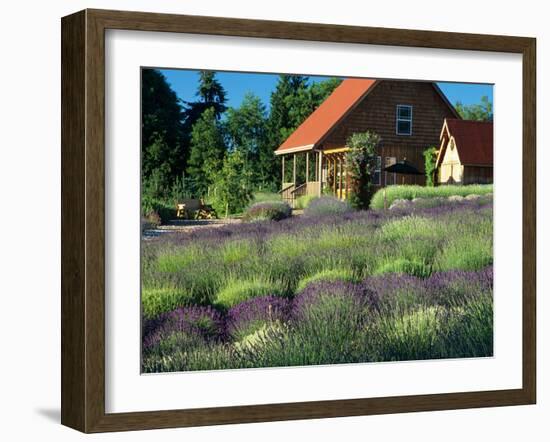 Lavender Field and Gift Shop, Sequim, Washington, USA-Jamie & Judy Wild-Framed Photographic Print