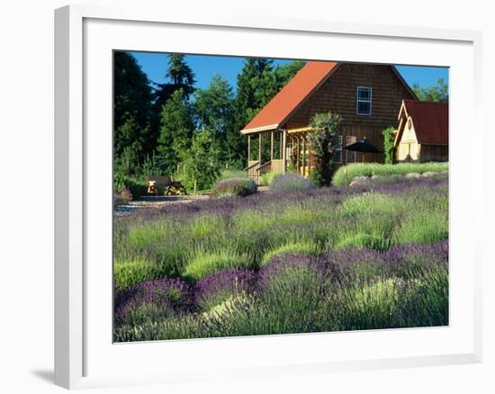Lavender Field and Gift Shop, Sequim, Washington, USA-Jamie & Judy Wild-Framed Photographic Print