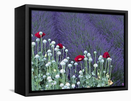 Lavender Field and Poppies, Sequim, Olympic National Park, Washington, USA-Charles Sleicher-Framed Stretched Canvas