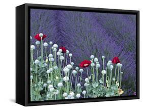 Lavender Field and Poppies, Sequim, Olympic National Park, Washington, USA-Charles Sleicher-Framed Stretched Canvas