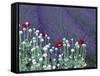 Lavender Field and Poppies, Sequim, Olympic National Park, Washington, USA-Charles Sleicher-Framed Stretched Canvas