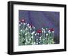 Lavender Field and Poppies, Sequim, Olympic National Park, Washington, USA-Charles Sleicher-Framed Photographic Print