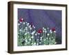 Lavender Field and Poppies, Sequim, Olympic National Park, Washington, USA-Charles Sleicher-Framed Photographic Print