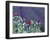 Lavender Field and Poppies, Sequim, Olympic National Park, Washington, USA-Charles Sleicher-Framed Photographic Print