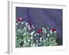 Lavender Field and Poppies, Sequim, Olympic National Park, Washington, USA-Charles Sleicher-Framed Photographic Print