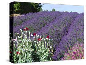 Lavender Field and Poppies, Sequim, Olympic National Park, Washington, USA-Charles Sleicher-Stretched Canvas